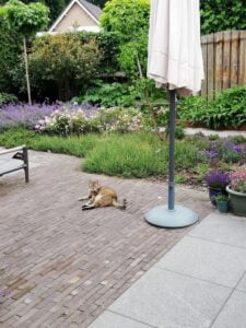 floortje-kattenherplaatsing-berkel-enschot