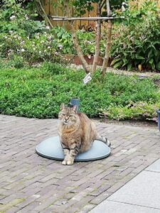 floortje-kattenherplaatsing-berkel-enschot
