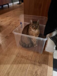 floortje-kattenherplaatsing-berkel-enschot