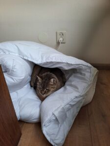 floortje-kattenherplaatsing-berkel-enschot