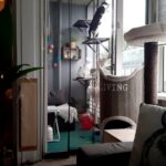 kattenren-balkon-its-mi-photography
