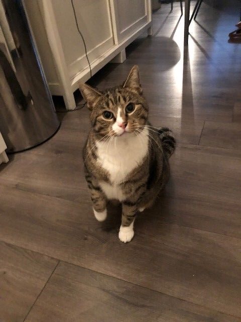 saki-kattenherplaatsing-papendrecht