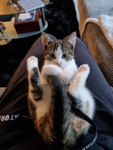 amber-kattenherplaatsing-nijmegen (2)