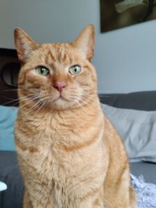 mo-kattenherplaatsing-st-michielsgestel