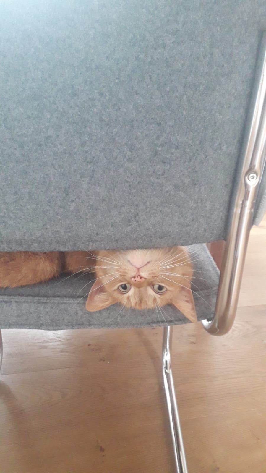 jip-kattenherplaatsing-groningen