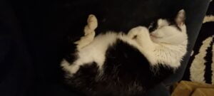 lotje-leiden-kattenherplaatsing (1)