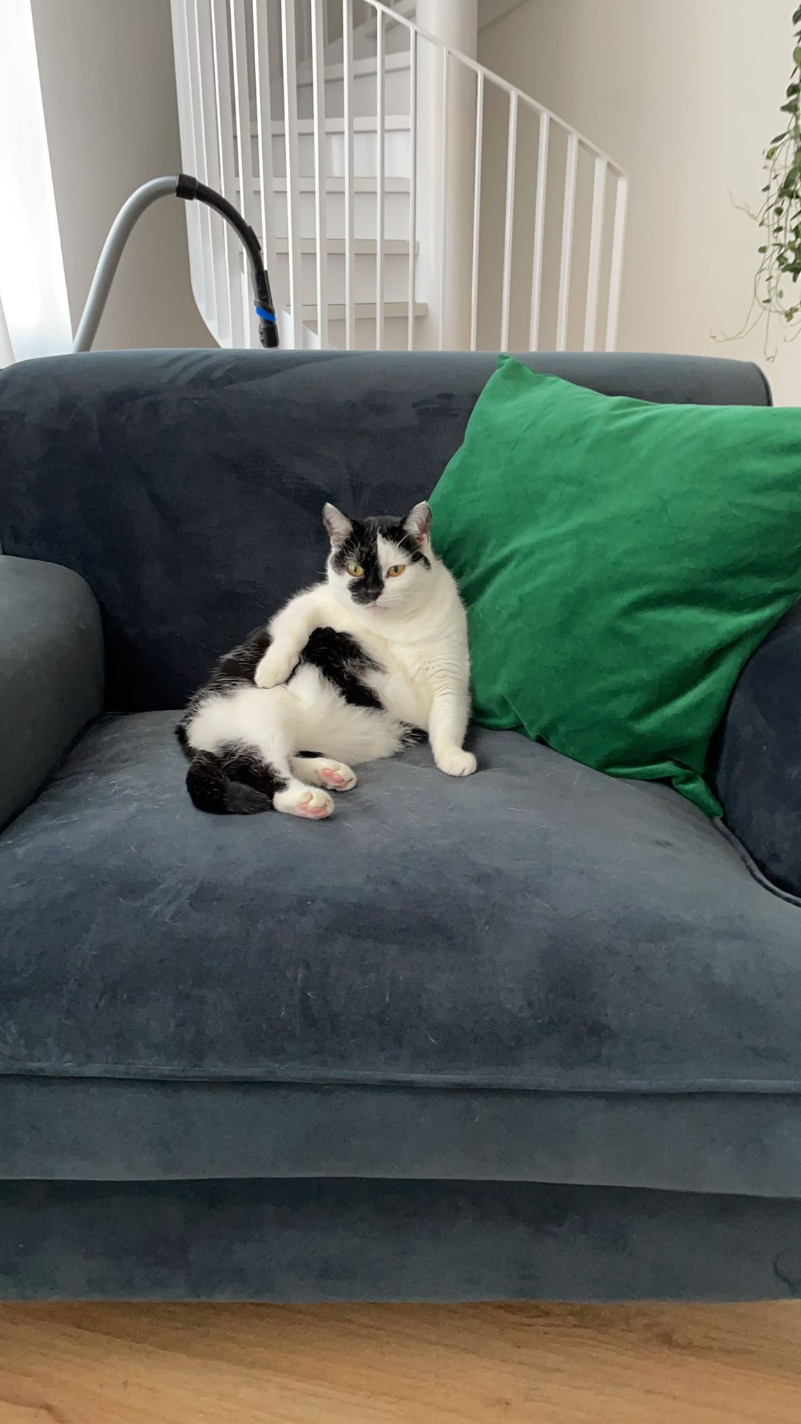 lotje-leiden-kattenherplaatsing