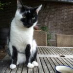 tony-kattenherplaatsing-baarn