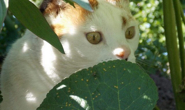 chloe-tuin-kat-poes-kattenherplaatsing-voorlichting
