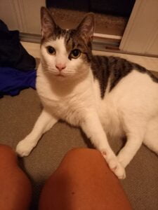 ollie-kattenherplaatsing