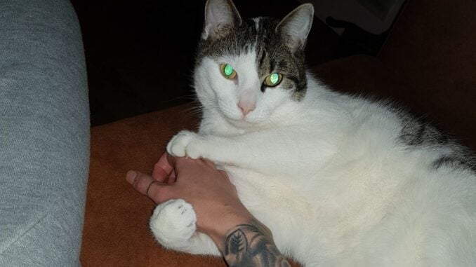 ollie-kattenherplaatsing-zaandam (6)