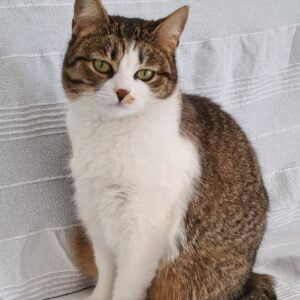 arya-kattenherplaatsing-amsterdam (1)