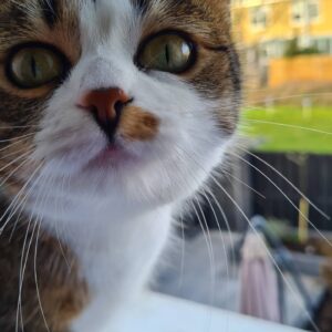 arya-kattenherplaatsing-amsterdam (2)