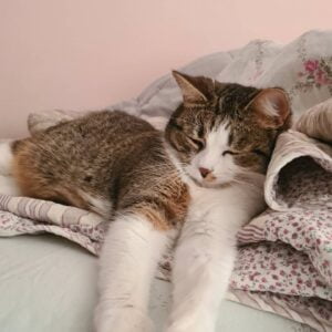 arya-kattenherplaatsing-amsterdam (4)