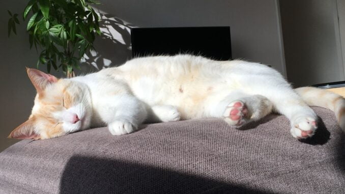 boefje-kattenherplaatsing-nijmegen (7)