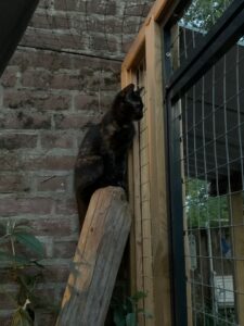 friet-kattenvoorlichting-marieke