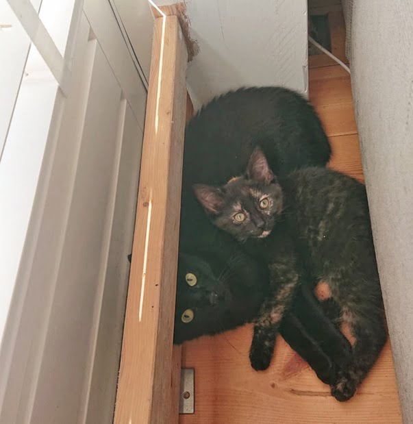 koffie-frietje-dag van