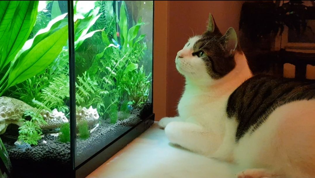 ollie-kattenherplaatsing-zaandam-7