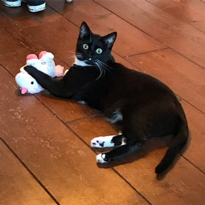 harry-kattenherplaatsing-putten