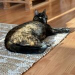 kiki-kattenherplaatsing-amsterdam