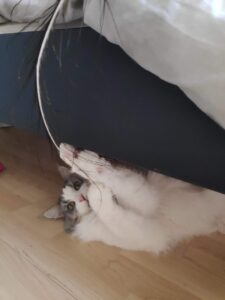 maine-coon-drogo-raskattenherplaatsing-houten (12)