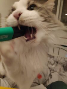 maine-coon-drogo-raskattenherplaatsing-houten (6)