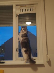 maine-coon-drogo-raskattenherplaatsing-houten (9)-resized