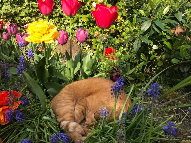 teig-kattenherplaatsing-breda