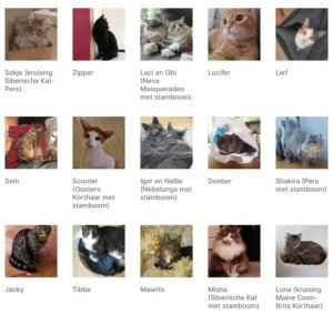herplaatsingen-raskatten-kattenherplaatsing