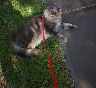 mowglie-noorse-boskat-raskattenherplaatsing