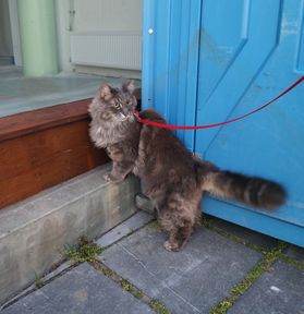 mowglie-noorse-boskat-raskattenherplaatsing