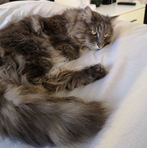 mowglie-noorse-boskat-raskattenherplaatsing