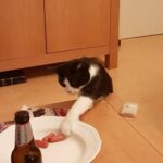 joy-kattenherplaatsing-tilburg-foto