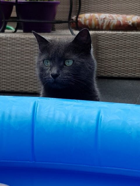 lizzy-kruising-blauwe-rus-delft-kattenherplaatsing