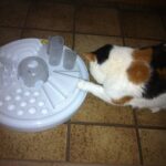 chloe-activity-board-voerpuzzel-kat-katten-kattenherplaatsing