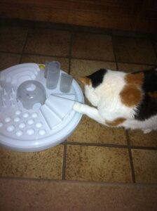 chloe-activity-board-voerpuzzel-kat-katten-kattenherplaatsing