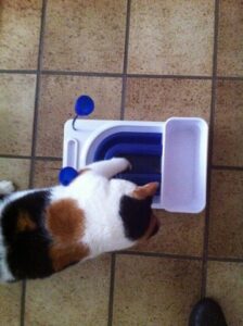 chloe-activity-board-voerpuzzel-kat-katten-kattenherplaatsing