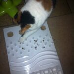 chloe-activity-board-voerpuzzel-kat-katten-kattenherplaatsing