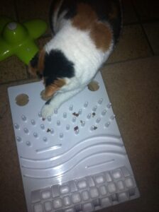 chloe-activity-board-voerpuzzel-kat-katten-kattenherplaatsing