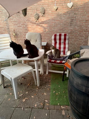 koffie-friet-wijn-tuin-kattenvoorlichting