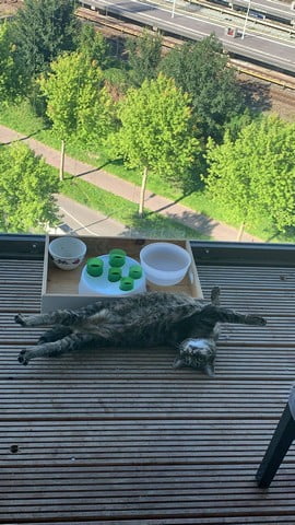 nala-poes-kattenherplaatsing-amsterdam