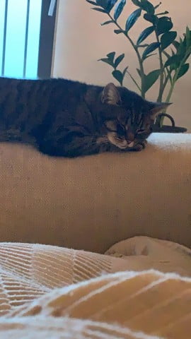 nala-poes-kattenherplaatsing-amsterdam