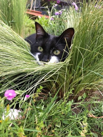 max-kattenherplaatsing-deurne