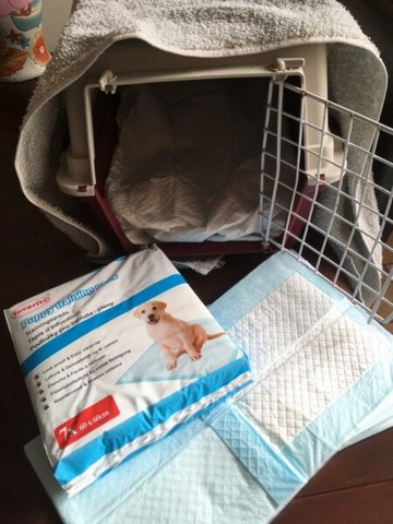 puppypads-kattenreismand-kattenvoorlichting-resized