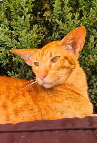 raskattenherplaatsing-cooper-eexterzandvoort