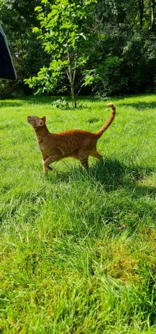 raskattenherplaatsing-cooper-eexterzandvoort