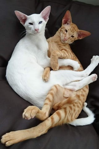 raskattenherplaatsing-cooper-eexterzandvoort