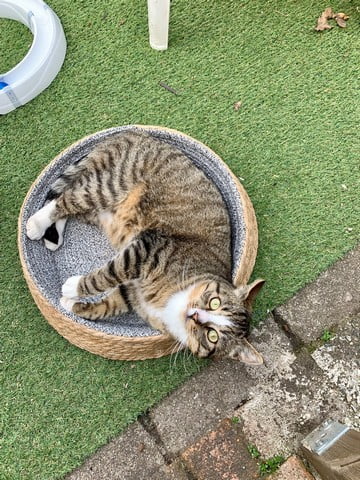 verrijking-kattenvoorlichting