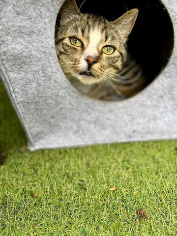 Trixie Kattenholletje Anton