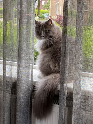 drenthe-kattenherplaatsing-zandpol-tjibbe-foto-resized